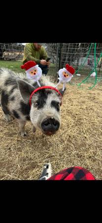 Christmas piglets 1