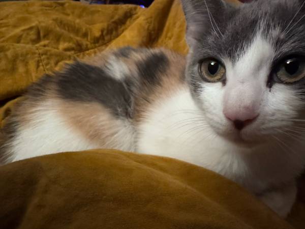 ADOPT US ASAP! (Cat & Kitten) (Mooresville)63927658255747123