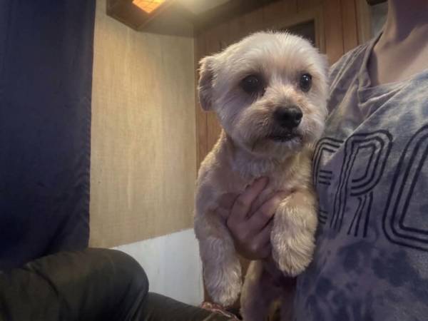Maltipoo 1