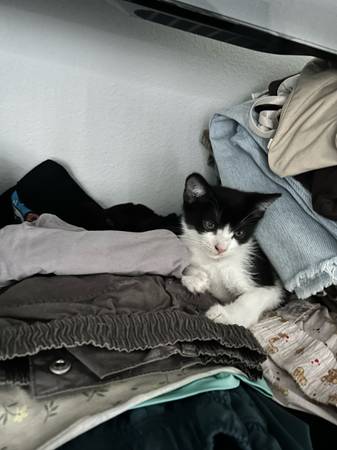 Kitten for rehoming (West Covina)63829609866627121