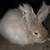 Mini Lop 3 thumbnail