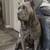 Cane corso 3 thumbnail