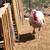 Turkeys 5 thumbnail