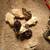 1 week old QUAIL CHICKS!! 5 thumbnail