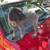 German shorthair pointers 10 thumbnail