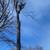 Tree trimming/climber/arborist 21 thumbnail
