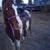 Pinto 5 yr old gelding 4 thumbnail