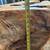 Real tree trunk stand 2 thumbnail