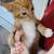 Gentle Kittens 9weeks 13 thumbnail