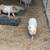 Mini pigs 2 thumbnail