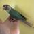 Mint cheeks conures bird 2 thumbnail