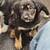 German Shepherd puppy mix 1 thumbnail
