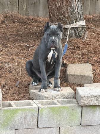 Cane corso 1