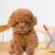 New Children's Jewelry, Toys and Kid Dog Toys Gifts 7 thumbnail