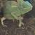 Veiled chameleon 1 thumbnail