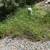 Landscaping/ home services 7 thumbnail