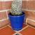Adorable Small Cacti in a Beautiful Blue Glazed Ceramic Planter 2 thumbnail