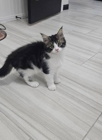 ONLY 2 MAINE COON KITTENS LEFT! (McAllen)64148953523074123