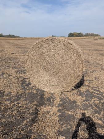 Round bale bean stalk bales 1