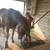 Horseback Riding Lessons 3 thumbnail