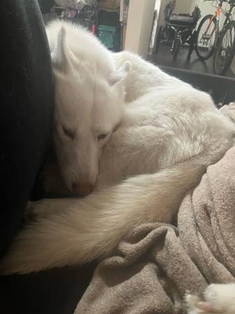 Free husky (Woodinville)63826637313027123