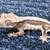 Crested geckos 5 thumbnail