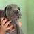 Cane Corso 3 thumbnail