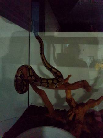 Young female ball python (Holton)63910106893955120