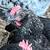 Easter Egger Cockerels 3 thumbnail