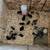 CHICKS CHICKS CHICKS 1 thumbnail