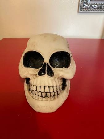 Skull Decoration 1