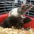 Two Rats 1 thumbnail