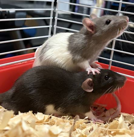 Two Rats 1
