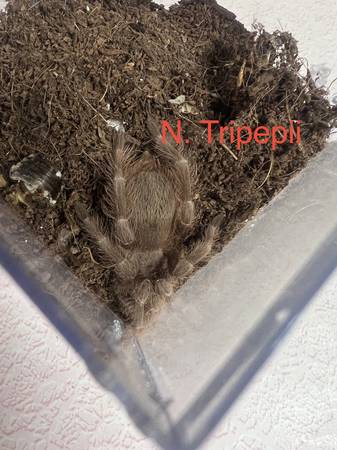 Tarantulas 1