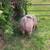 2 Breeding Age Gilts 12 thumbnail