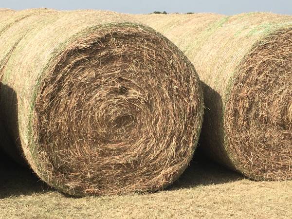 MIXED GRASS HAY 1