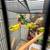 Lovebird.  Rosicollis 3 thumbnail