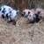 Potbelly Mama & kune kune/potbelly 4 thumbnail