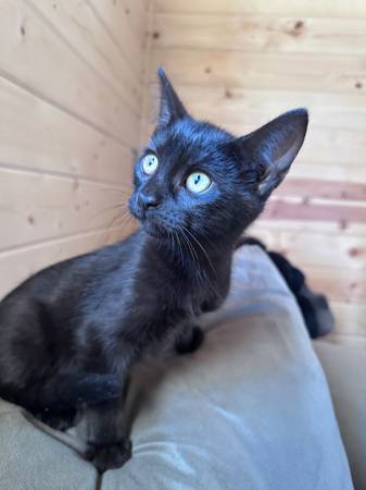 Half Siamese Bombay looking kitten