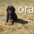Border Collie mix 1 thumbnail