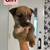 Pitsky puppies 3 thumbnail