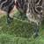 Baby emus 1 thumbnail