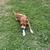 Male dog to good home 1 thumbnail