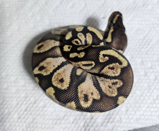 Ball Python 1