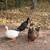 4 ducks 3 thumbnail