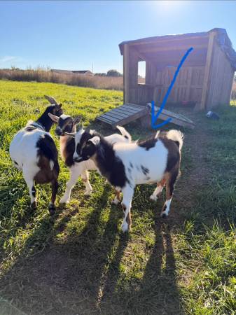 Nigerian dwarf buckling 1