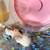 Syrian Hamster 12 thumbnail