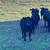 2 angus steers 3 thumbnail
