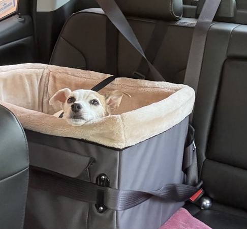 Asiento para coche para perro 85,00 $ y cochecito para perro 75,00 $ - 160 $ (Riverside)63470294518787121