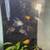 For sale, Aquarium Fluval Edge 2.0 - 12 gallons fully cycled - OBO 6 thumbnail